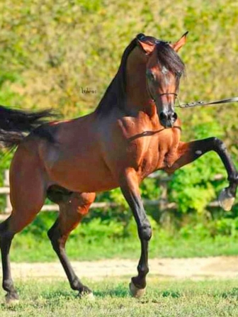 Viterbo - Il centro ippico Sacconi Arabian Stud