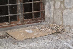 Sterco di piccione su cartone a piazza San Pellegrino