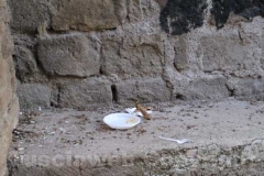 Un po\' di sana immondizia in largo Grandori