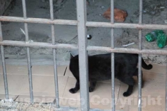 Un piccolo zoo