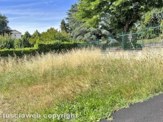 Il comando della Polizia locale invaso dall'erba