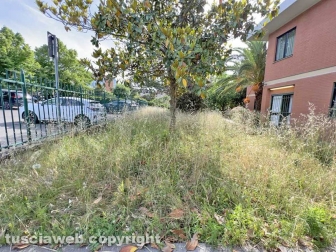 Il comando della Polizia locale invaso dall'erba