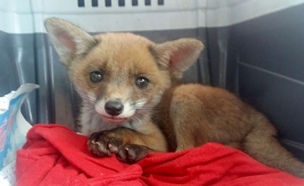 La dolcissima volpe di un mese salvata dalle guardie zoofile