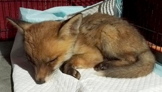 La dolcissima volpe di un mese salvata dalle guardie zoofile
