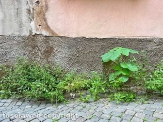 Il degrado di via Mazzini
