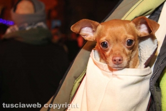 Il focarone di Sant'Antonio