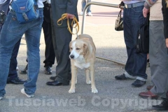 Bindi, il cane di Alessandra