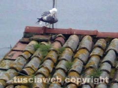 Il gabbiano infelice