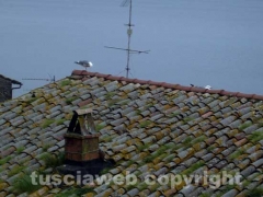 Il gabbiano infelice