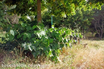 Il giardino della lettura