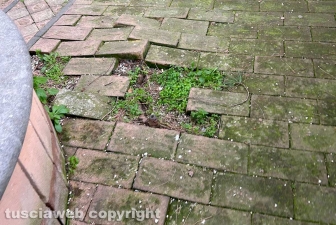 Viterbo - Il giardino di palazzo dei Priori nell'abbandono