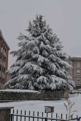 Viterbo - Alessandro