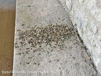 Il lavatoio di via Signorelli