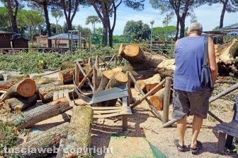 Il leccio caduto sul parco dei bambini