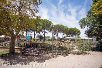 Il leccio caduto sul parco dei bambini