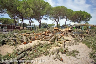 Il leccio caduto sul parco dei bambini