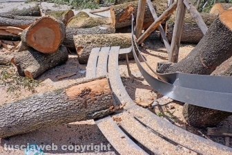 Il leccio caduto sul parco dei bambini