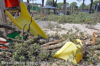 Il leccio caduto sul parco dei bambini