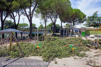 Il leccio caduto sul parco dei bambini