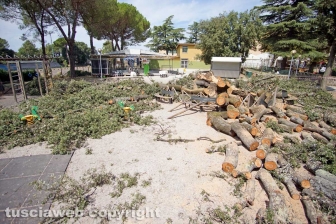 Il leccio caduto sul parco dei bambini