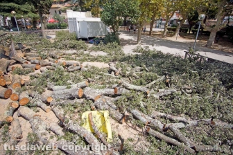 Il leccio caduto sul parco dei bambini