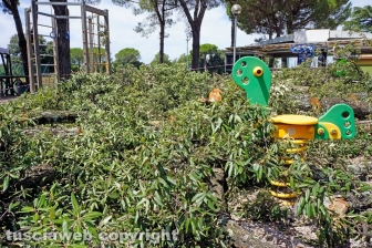 Il leccio caduto sul parco dei bambini