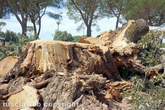 Il leccio caduto sul parco dei bambini
