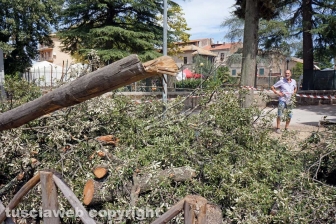 Il leccio caduto sul parco dei bambini