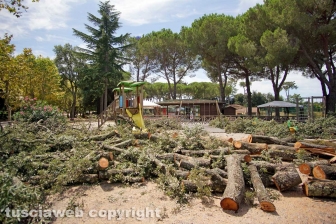 Il leccio caduto sul parco dei bambini