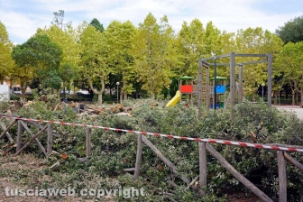 Il leccio caduto sul parco dei bambini