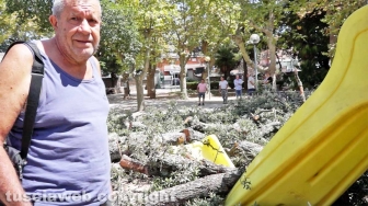 Il leccio caduto sul parco dei bambini