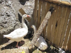 Il medioevo rivive a Soriano