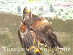 Il medioevo rivive a Soriano