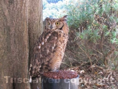 Il medioevo rivive a Soriano