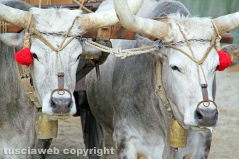 Il Palio di Sant'Anselmo
