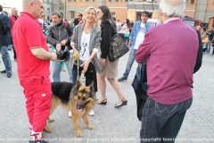 Viterbo - Il pastore tedesco orso scende dalla torre