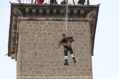 Viterbo - Il pastore tedesco orso scende dalla torre