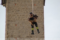 Viterbo - Il pastore tedesco orso scende dalla torre