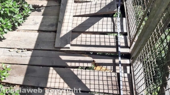 Il ponte