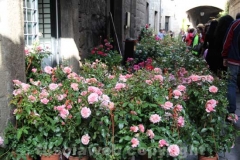 San Pellegrino in fiore