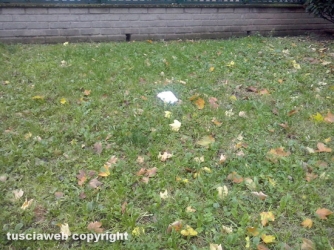 Il quartiere Pilastro nel degrado