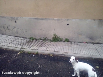 Il quartiere Pilastro nel degrado