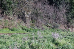 Tuscania - Il recupero dell\'elicottero precipitato - Il cavo elettrico tranciato