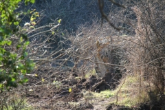Tuscania - La boscaglia dove è precipitato l\'elicottero