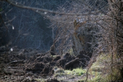 Tuscania - La boscaglia dove è precipitato l\'elicottero