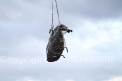 Il recupero di un Ab 206 che era crollato nei pressi di Tuscania