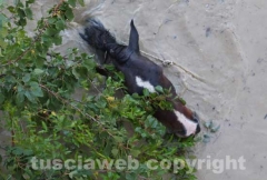 Il salvataggio di Sbirulino