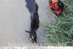 Il salvataggio di Sbirulino