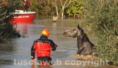 Il salvataggio di Sbirulino