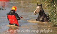 Il salvataggio di Sbirulino
